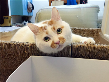 网红猫楼楼表情包 楼楼表情包大全