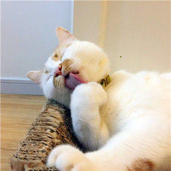 网红猫楼楼表情包 楼楼表情包大全