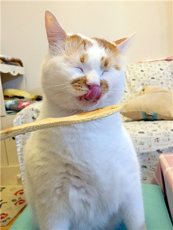 网红猫楼楼表情包 楼楼表情包大全