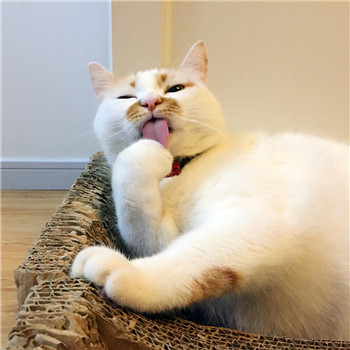 网红猫楼楼表情包 楼楼表情包大全