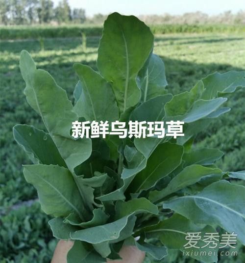 奥斯曼草能浓眉吗 新疆奥斯曼草怎么用