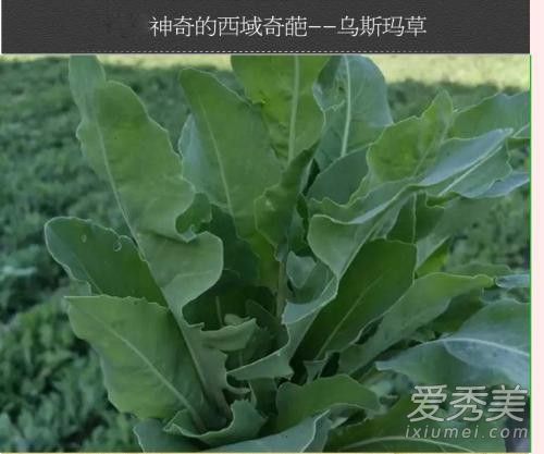 奥斯曼草能浓眉吗 新疆奥斯曼草怎么用