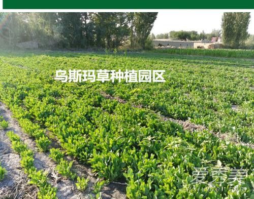 奥斯曼草能浓眉吗 新疆奥斯曼草怎么用