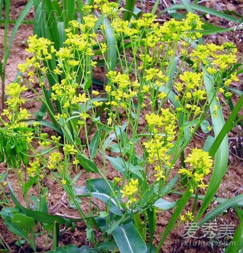 �½���˹������������ ��˹���ݿ���Ϳ��ë��