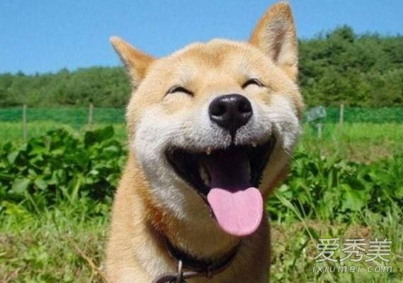 ΢Ц��Ϊʲô������ ΢Ц���¼���ʲô ΢Ц����ʲô��˼