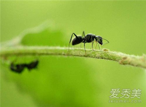 黑蚂蚁泡酒有什么功效 黑蚂蚁泡酒怎么泡