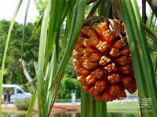 ¶������ô�� ¶������ֱ�ӳ���