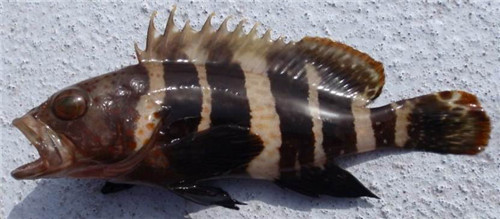 �ϻ����Ǻ����� �ϻ��߿���������