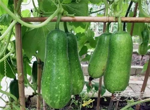 �ڹ���ʲô�� �ڹ�������«��