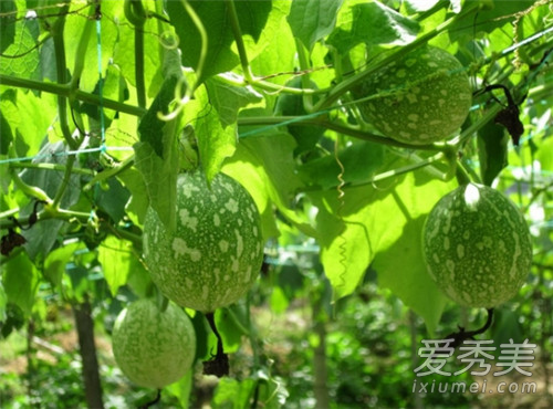 吊瓜的功效与作用 吊瓜是酸性还是碱性