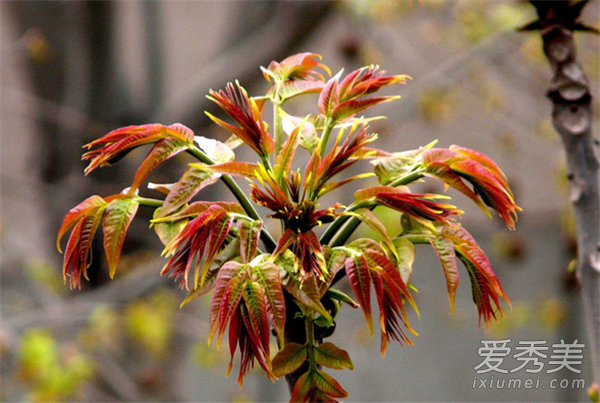 香椿是什么树 香椿是什么样子图片