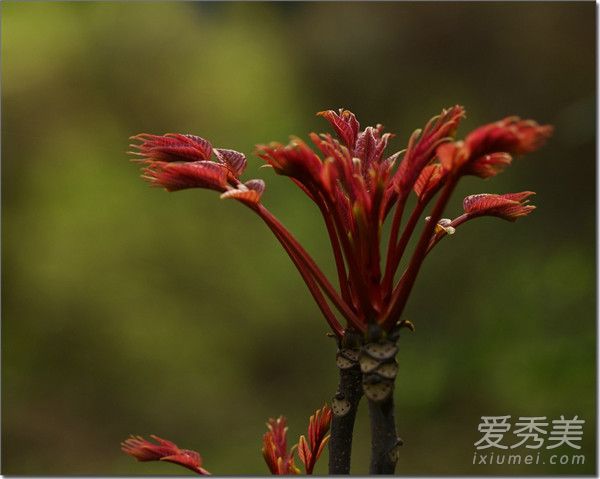 香椿是什么树 香椿是什么样子图片
