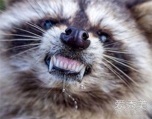 美国出现僵尸浣熊是怎么回事 瘟热是什么症状