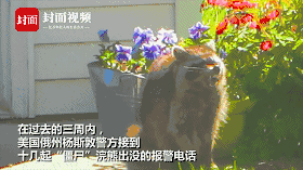 美国出现僵尸浣熊是怎么回事 瘟热是什么症状