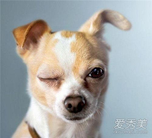 美国出现僵尸浣熊是怎么回事 瘟热是什么症状