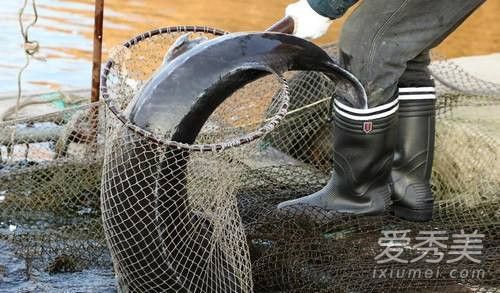 68条鱼600万是什么鱼 68条鱼600万为什么这么贵