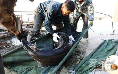 68����600����ô���� Ѽ�̽�������Ϊʲô��ô��