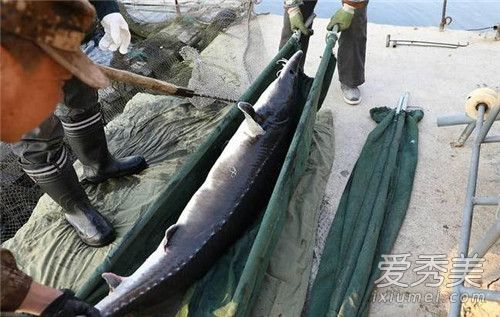 68����600����ô���� Ѽ�̽�������Ϊʲô��ô��