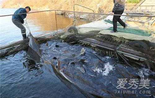 68����600����ô���� Ѽ�̽�������Ϊʲô��ô��