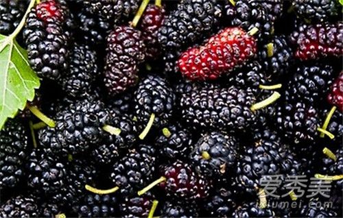 一斤桑葚干泡几斤白酒 桑葚泡酒的功效与作用及做法