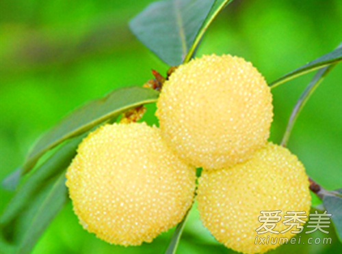 白杨梅的功效与作用 白杨梅多少钱一斤