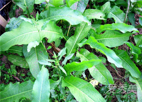 Ѫ�����ݾƵĹ�Ч Ѫ���ߺ����ߵ�����