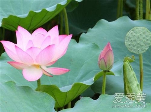 荷花几月开的最好 2018年荷花开放时间