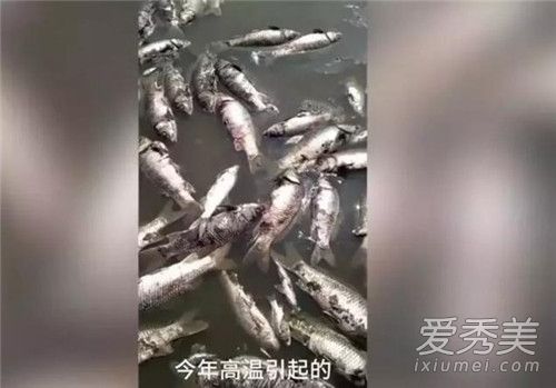 水库高温鱼被热死怎么回事 水库高温鱼被热死是为什么
