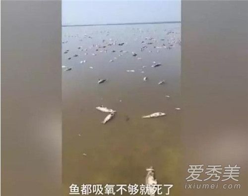 水库高温鱼被热死怎么回事 水库高温鱼被热死是为什么