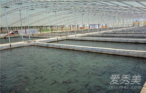 水库高温鱼被热死怎么回事 水库高温鱼被热死是为什么