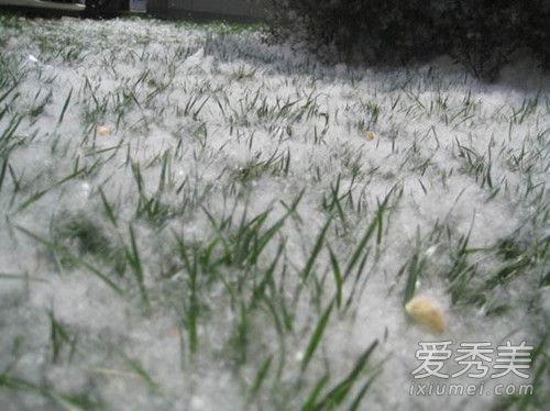 柳絮是什么意思 柳絮是怎么形成的