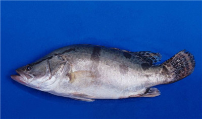 桂鱼有几种 桂鱼和鳜鱼的区别