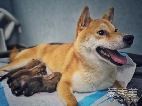 ���ڷ��Ļظ�������ʲôԭ�� ���ڷ��Ļظ�����˵��ʲô