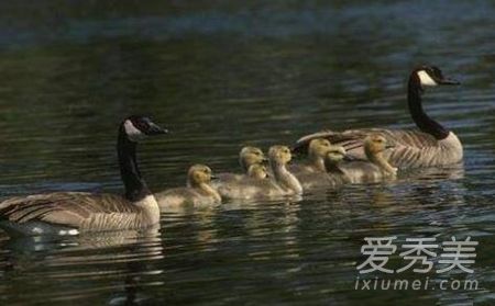 ��ˮ��ʲô��˼ ��ˮ������ķ���