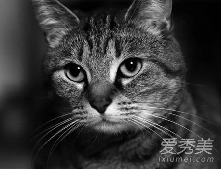 è���й�������а�� ��è��ʲô��ˮ˵��