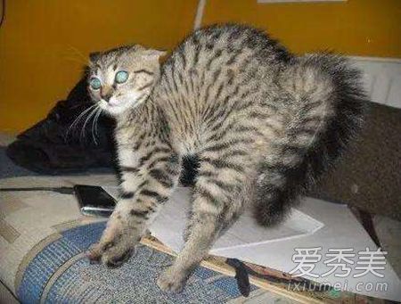 è���й�������а�� ��è��ʲô��ˮ˵��