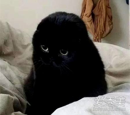 è���й�������а�� ��è��ʲô��ˮ˵��