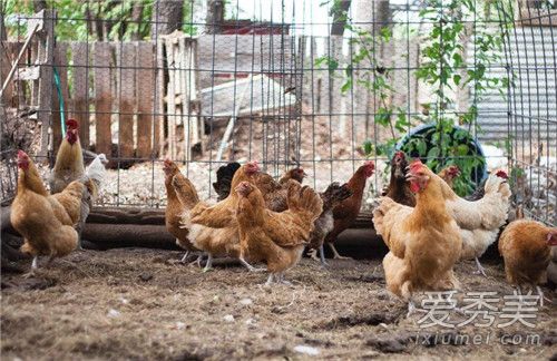 ���Ϸ����������ô���� ���Ԥ��������