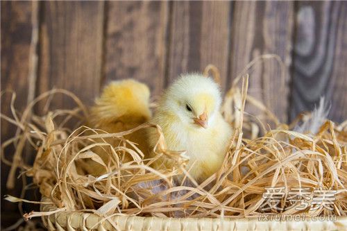 ���Ϸ����������ô���� ���Ԥ��������