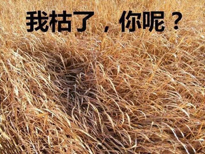 ���뿪�����Ա���ʲô��ʲô��˼ ���뿪�����Ա��˱����