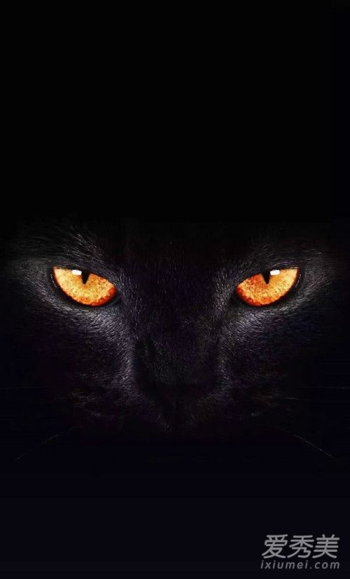 抖音黑猫睁眼高清壁纸图片 抖音黑猫睁眼无水印壁纸