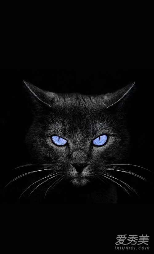 抖音黑猫睁眼高清壁纸图片 抖音黑猫睁眼无水印壁纸