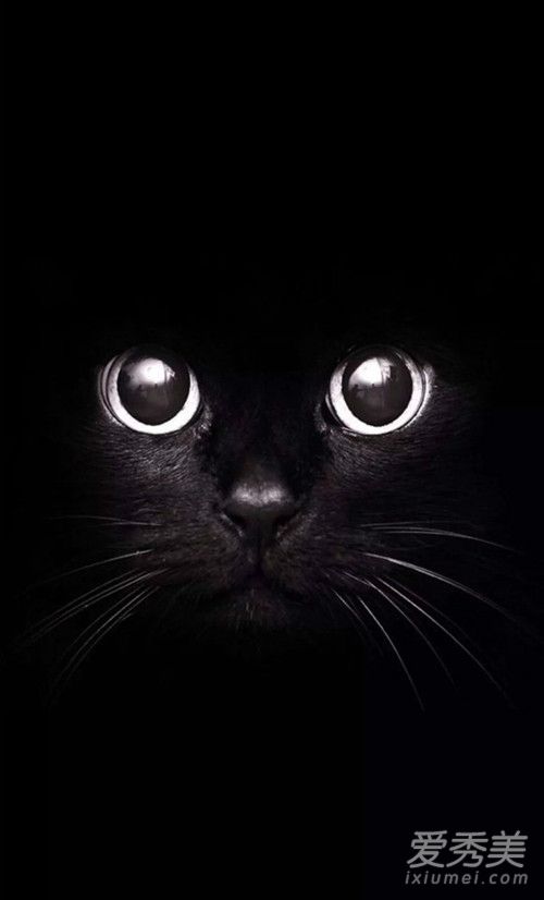 抖音黑猫睁眼高清壁纸图片 抖音黑猫睁眼无水印壁纸