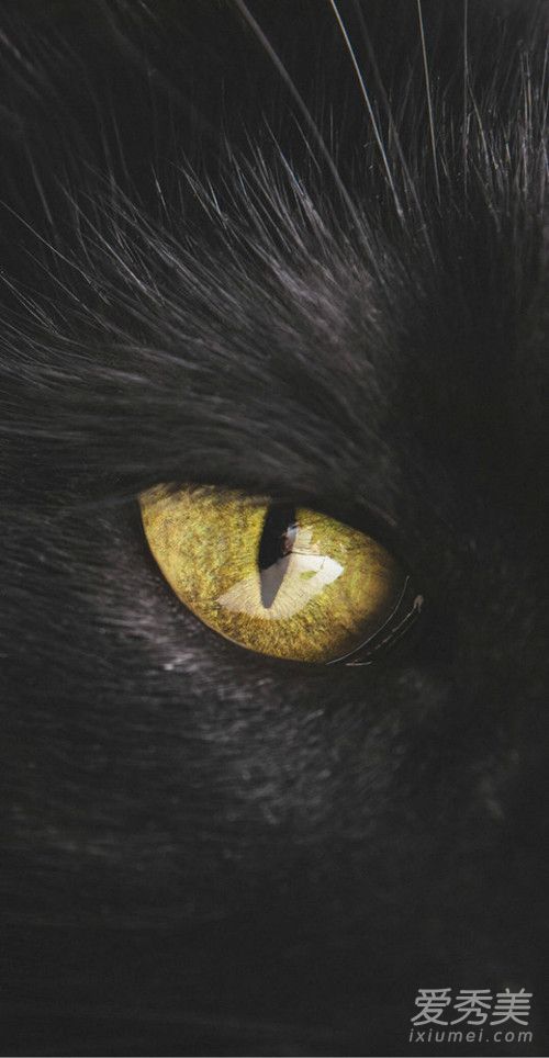 抖音黑猫睁眼高清壁纸图片 抖音黑猫睁眼无水印壁纸