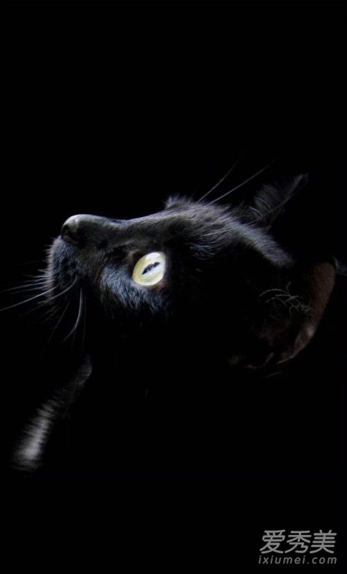 抖音黑猫睁眼高清壁纸图片 抖音黑猫睁眼无水印壁纸