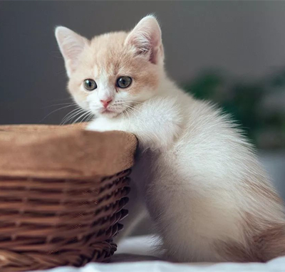 Ů�����ʺϵ�΢��ͷ�� �ÿ���Ů��΢��ͷ���Ƽ�
