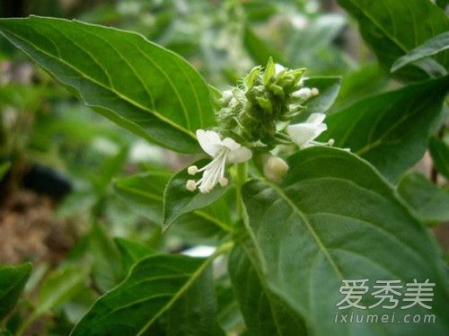 �Ų����ڲ˳���ʲô �Ų���һ����������