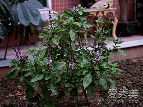 �Ų����ڲ˳���ʲô �Ų���һ����������