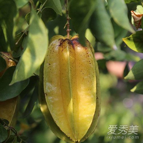 杨桃怎么吃 杨桃的正确吃法图解