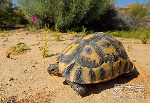 ����Ϊʲô������һֻ �ڹ������˻���Թ����